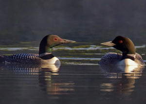Common Loon
