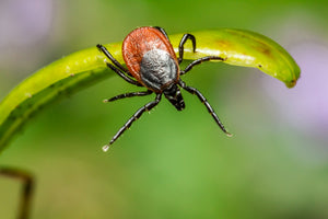 Tick Safety 101: Tips for Outdoor Enthusiasts to Stay Safe and Prevent Tick-Borne Illnesses