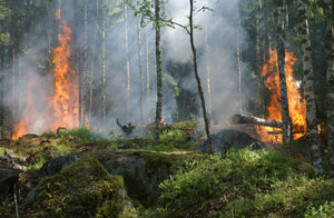 The Unforeseen Benefits of Forest Fires: Nature's Regenerative Force