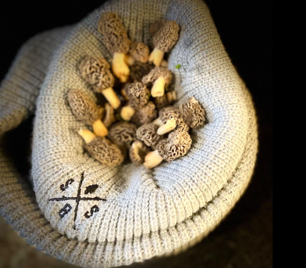 Forageable Foods For Spring