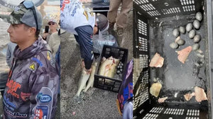 Walleye Cheaters Indicted on Felony Charges